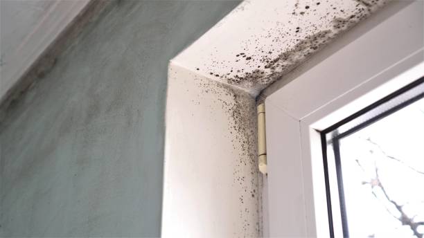 Best Commercial Mold Removal  in Hunters Creek Village, TX