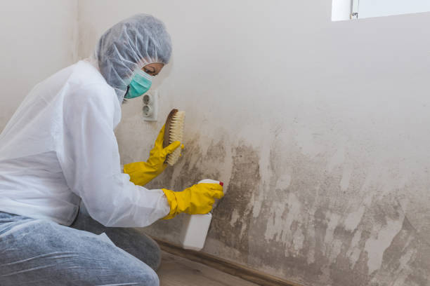 Best Crawl Space Mold Removal  in Hunters Creek Village, TX