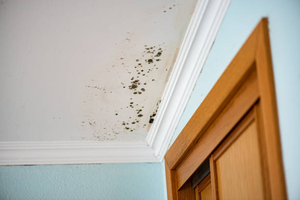 Best Mold Damage Repair  in Hunters Creek Village, TX