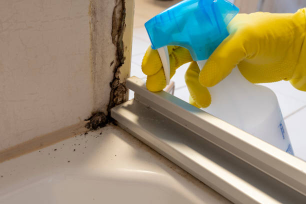 Best Local Mold Removal Service  in Hunters Creek Village, TX