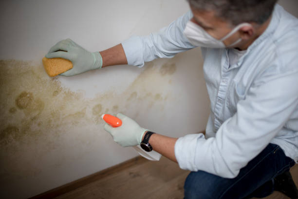 Best Professional Mold Removal  in Hunters Creek Village, TX