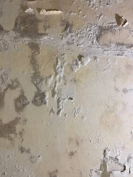 Best Same-Day Mold Removal  in Hunters Creek Village, TX